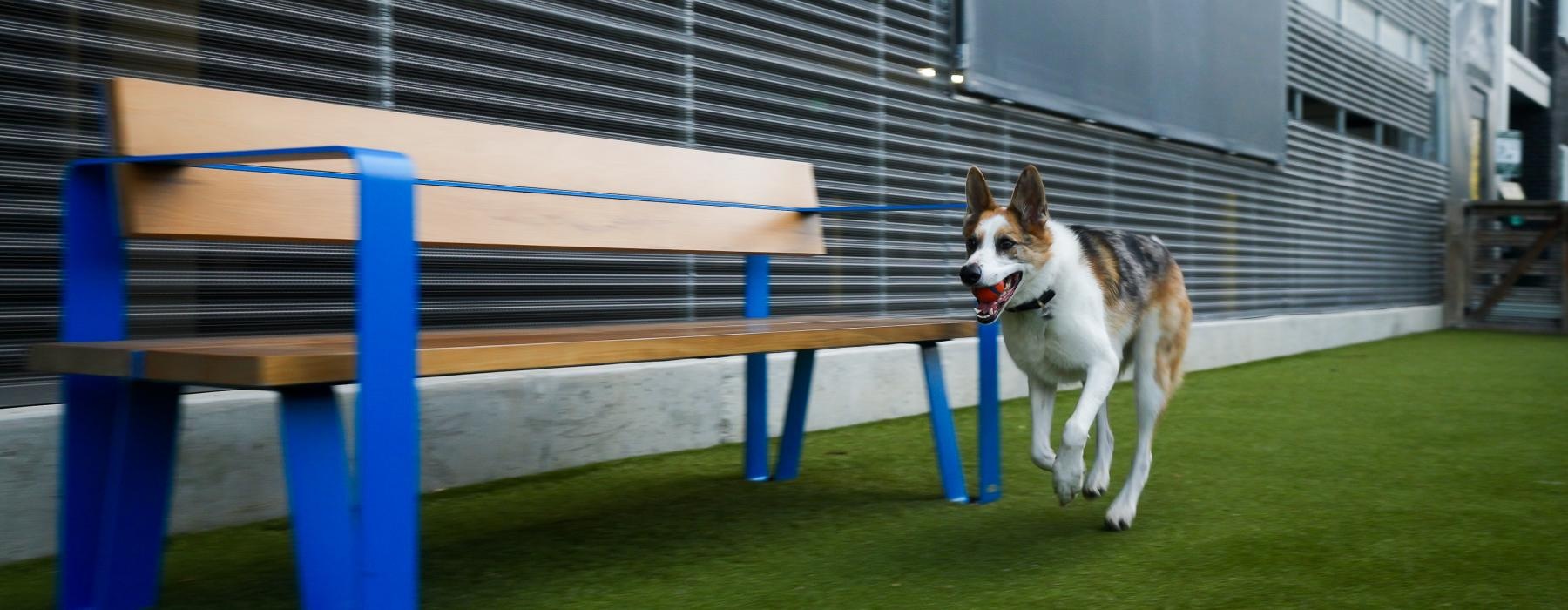 a dog running on grass