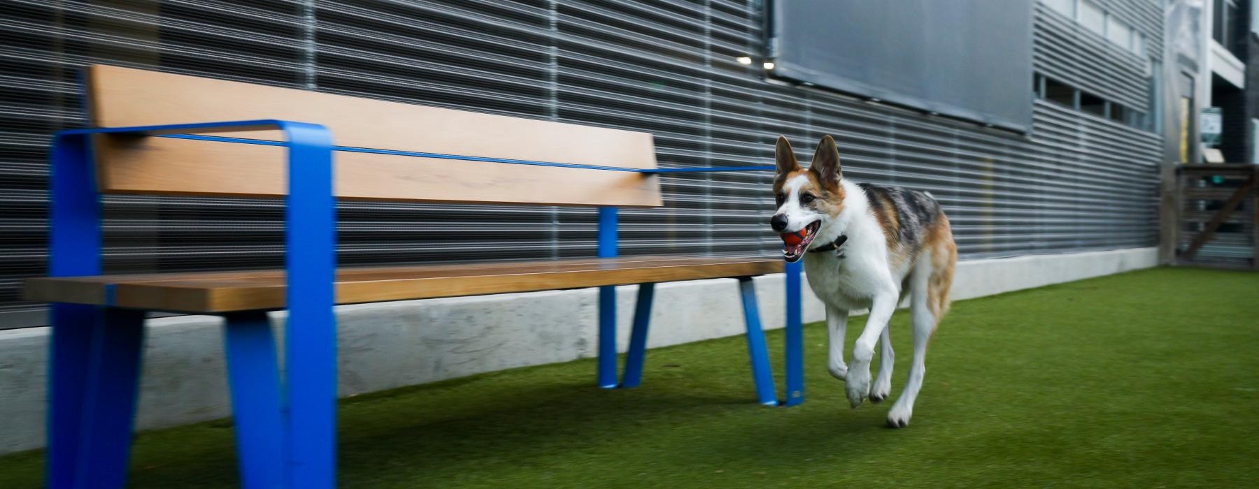a dog running on grass